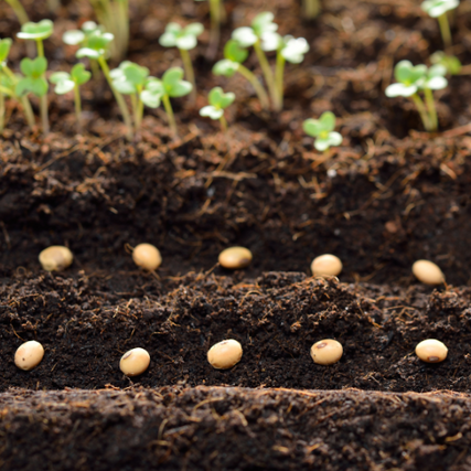 SeedsCrop seeds in soil, ready to plant.