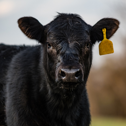Livestock Feed & SuppliesA black cow with a yellow ear tag.